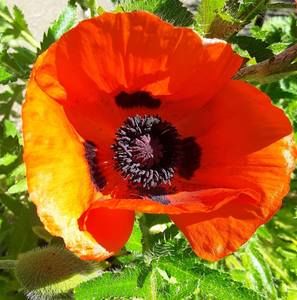 Meet your Posher, Jen